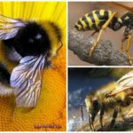 Abeille, bourdon et guêpe