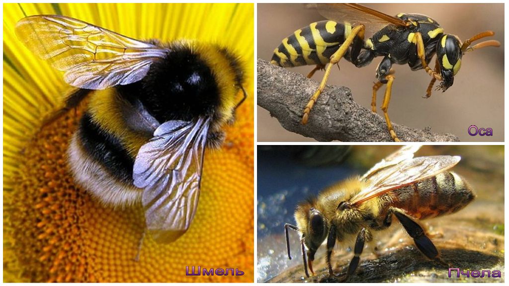 Abeille, bourdon et guêpe