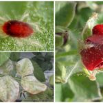 Tétranyque sur une rose