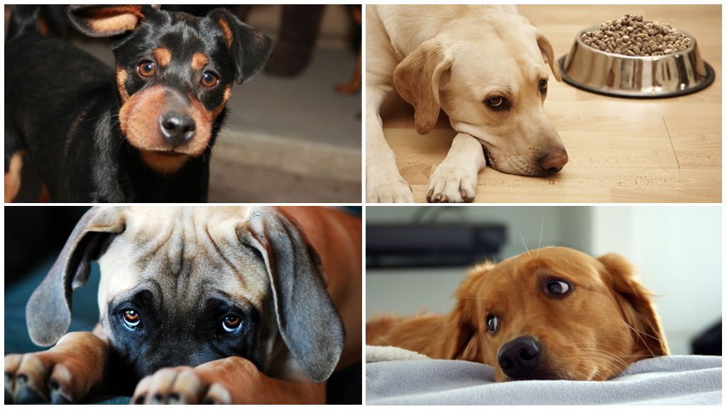 Les effets d'une piqûre de guêpe sur un chien