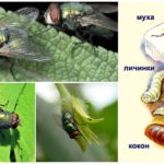 Mouche verte