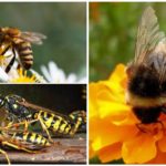 Abeille, bourdon et guêpe