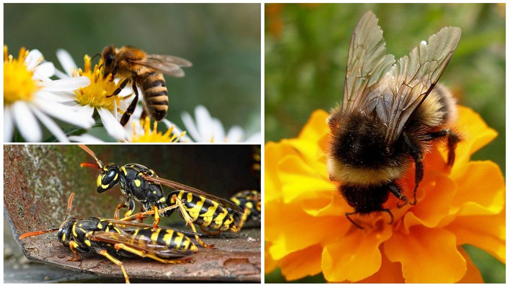 Abeille, bourdon et guêpe
