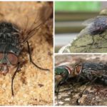 Mouche Bleu Viande