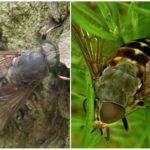Tabanus bovinus Linnaeus