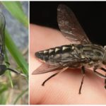 Grande mouche grise Tabanus autumnalis Linnaeus