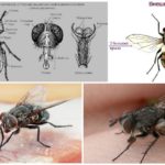 La structure de la mouche