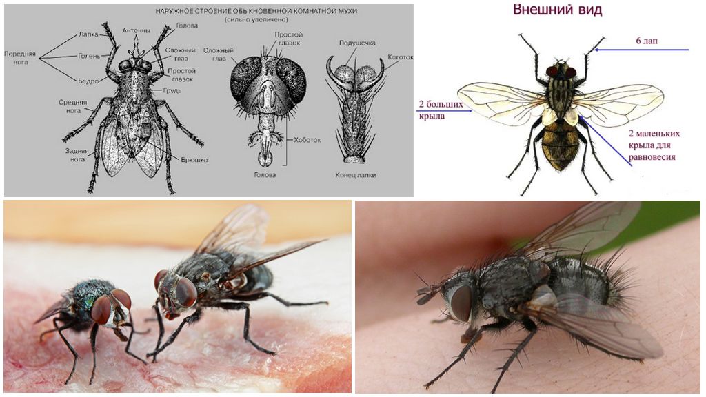 La structure de la mouche