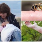 Danger de piqûre de guêpe pendant l'allaitement