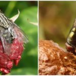 Les mouches dans la nature