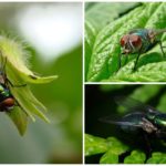 Les mouches dans la nature