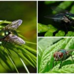 Mouche verte
