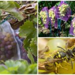 Sacs de guêpes pour les raisins
