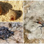 Guêpe creuse ammophile