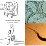 Le cycle de développement du parasite
