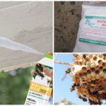 Remèdes contre les guêpes