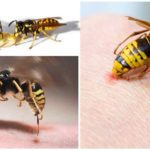 Guêpe et piqûre d'abeille