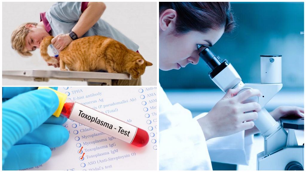 Tests de giardiase