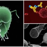 Anticorps contre Giardia