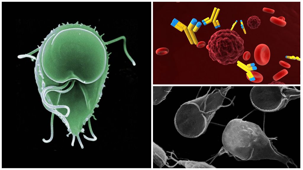 Anticorps contre Giardia