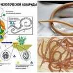 Cycle de vie des ascaris