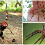 Araignée banane brésilienne