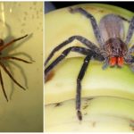 Araignée banane brésilienne