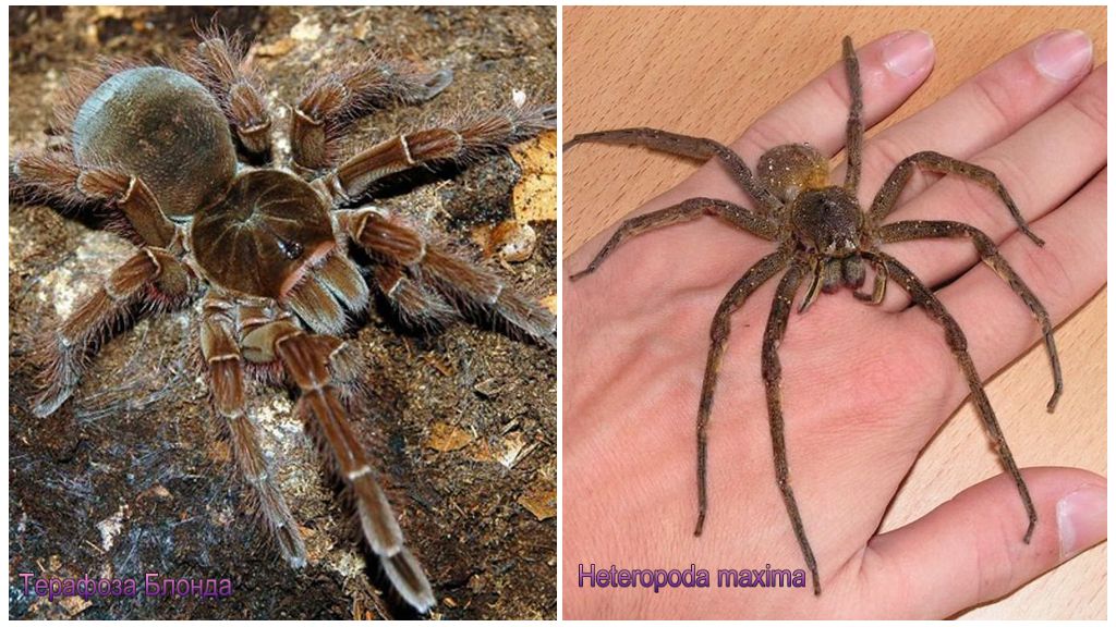 Les plus grandes araignées du monde