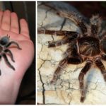 Araignée brachipelma albopilosum