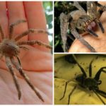 Araignée errante brésilienne