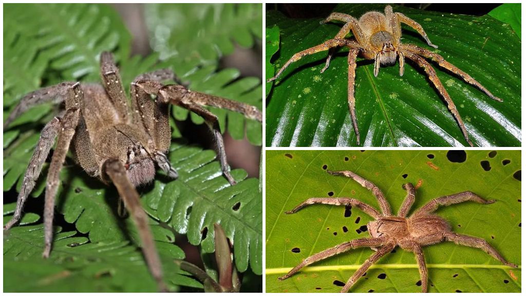 Brasilianische Wanderspinne