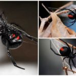 Araignée veuve noire