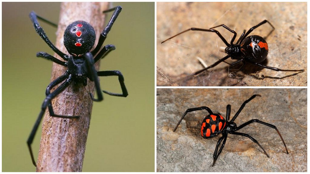 Nordamerikanische schwarze Witwe