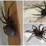 Araignée noire