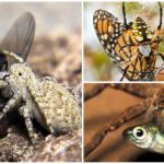 Nourriture pour les araignées