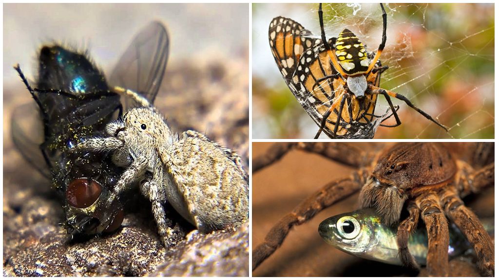 Nourriture pour les araignées