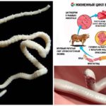 Le cycle de vie du parasite