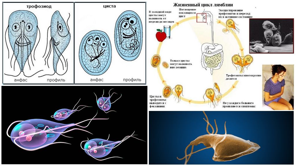 Cycle de vie Giardia