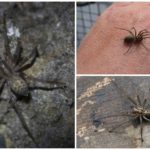 Araignée domestique (Tegenaria domestica)