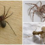 Araignée domestique (Tegenaria domestica)