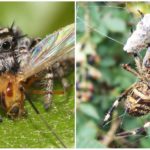 Nourriture pour les araignées