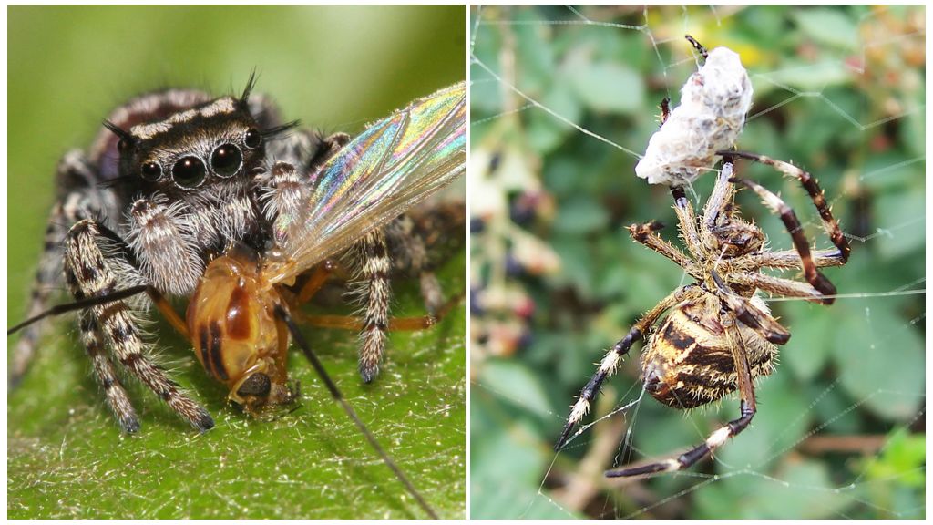Nourriture pour les araignées