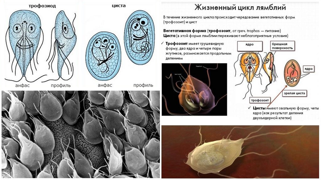 Formes et cycle de vie Giardia