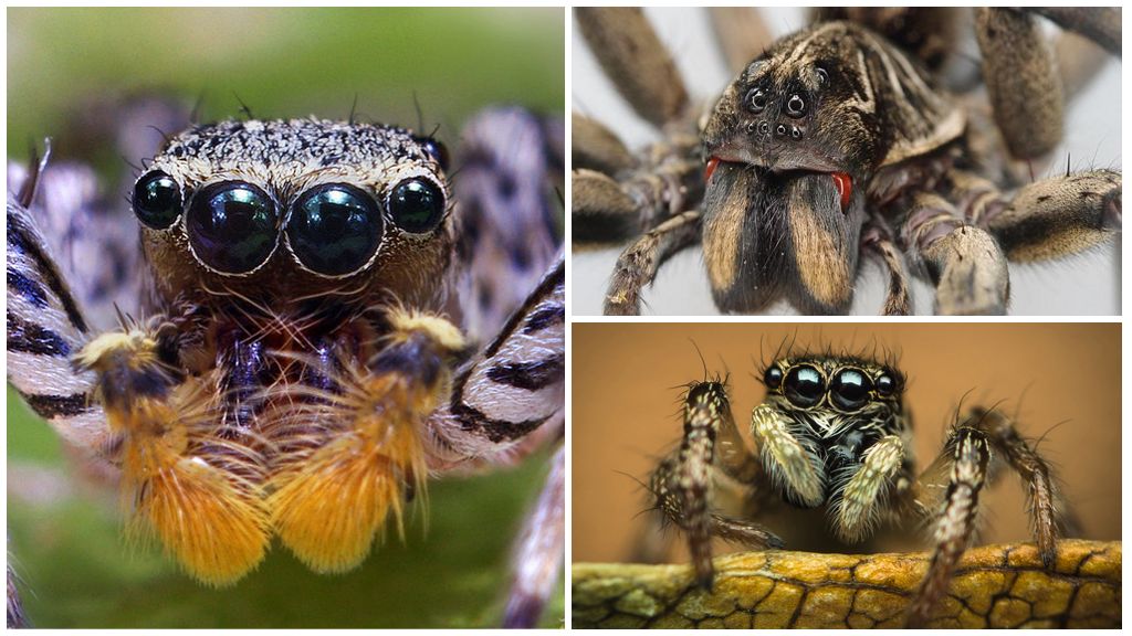 Yeux d'araignée