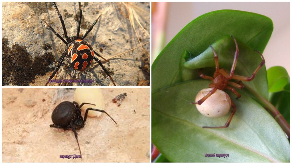 Types d'araignée de karakurt