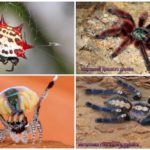 Les plus belles araignées du monde