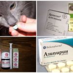 Traitement de l'ascariose chez le chat