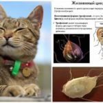 Giardia chez les chats