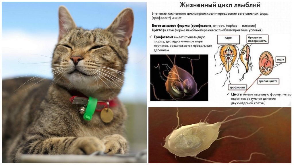 Giardia chez les chats