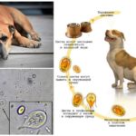 Giardia chez les chiens
